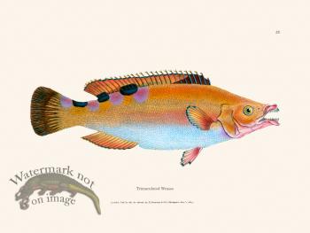 023 Trimaculated Wrasse